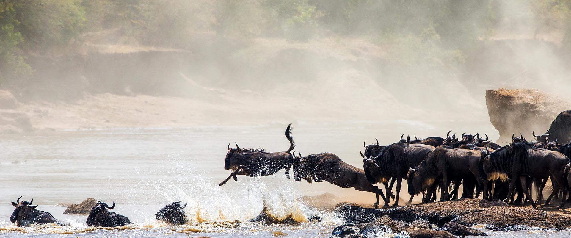 The Great Wildebeest Migration All You Need To Know Travel Moran   Great Wildebeest Migration 